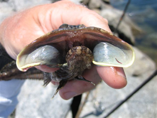 Illustration for article titled Meet the sarcastic fringehead, an oddly named fish who looks like the Predator